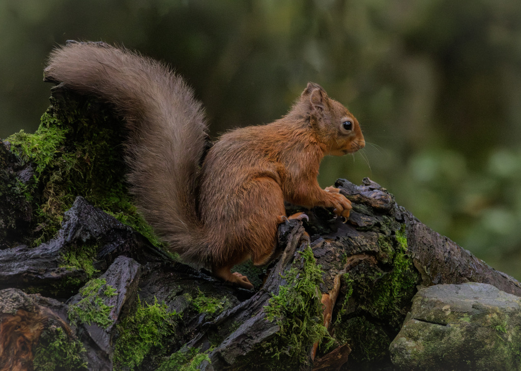 Squirrel