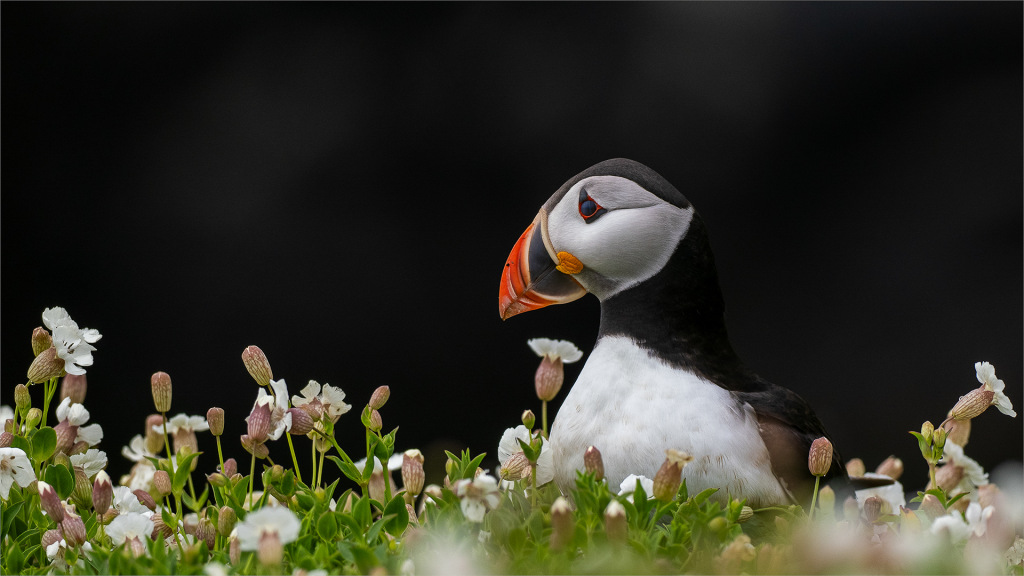 Puffin