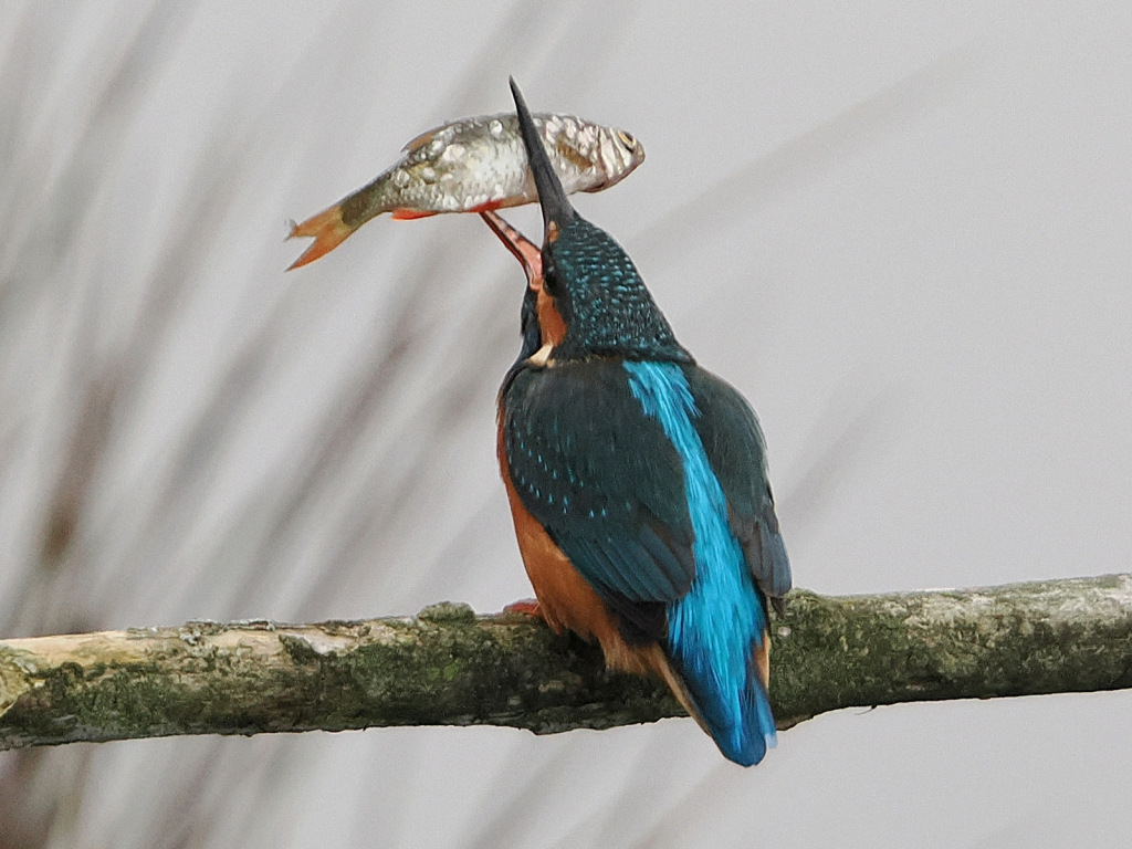 Bird sitting on a branch with a fish in its beak