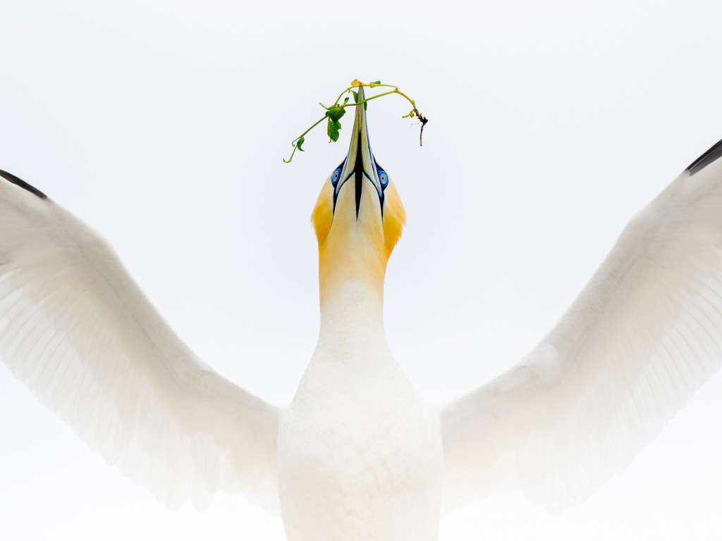 White gannet with insect in beak