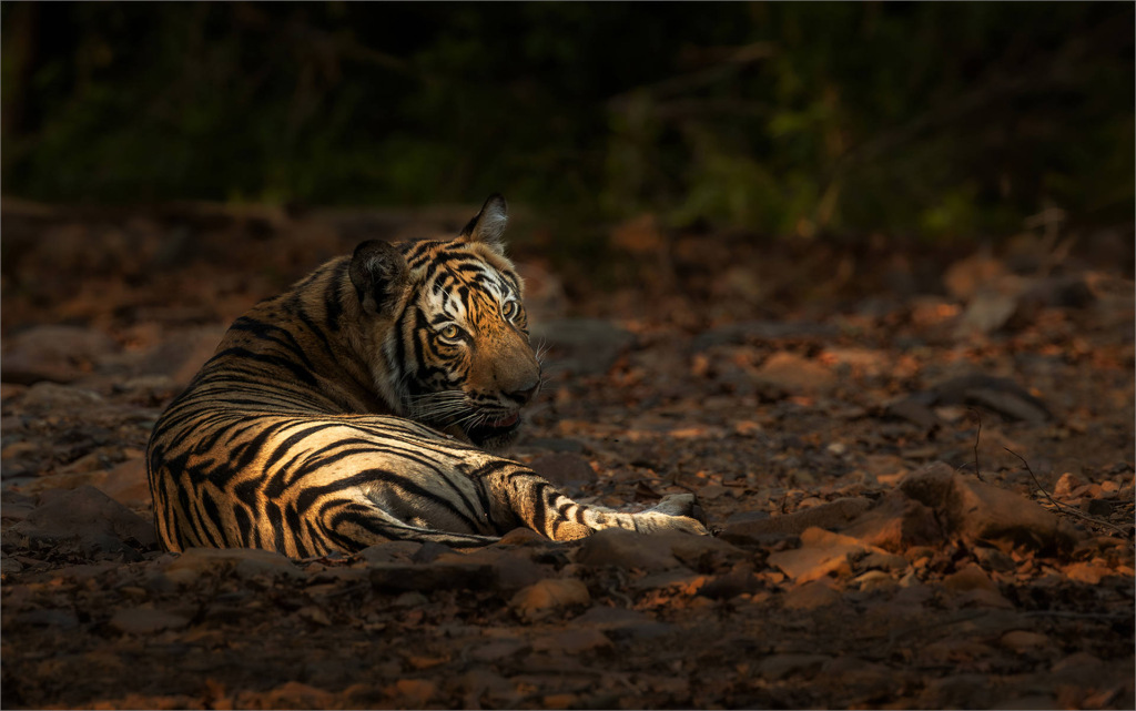 Tiger