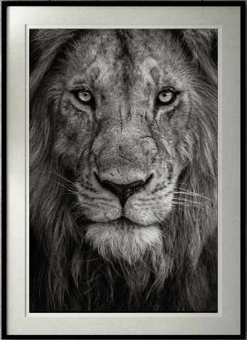 Photo of a lion