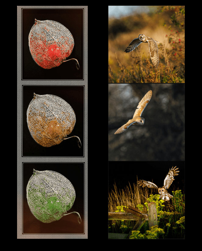 Photos of plants and owls