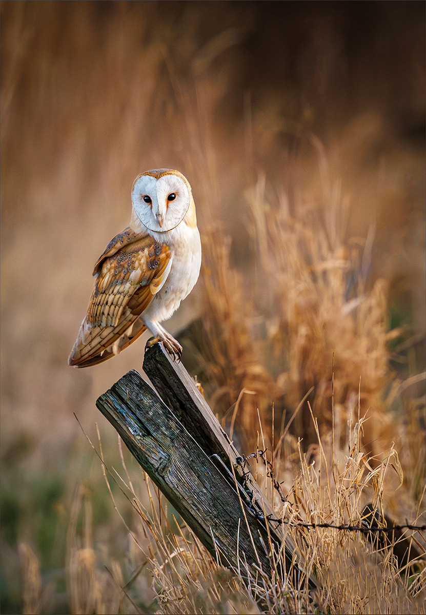 Owl