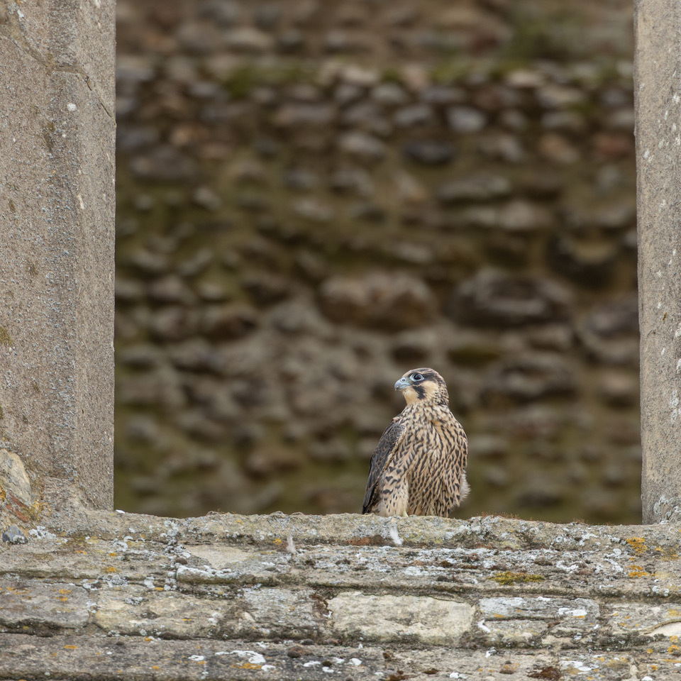Bird sitting on an old brick window